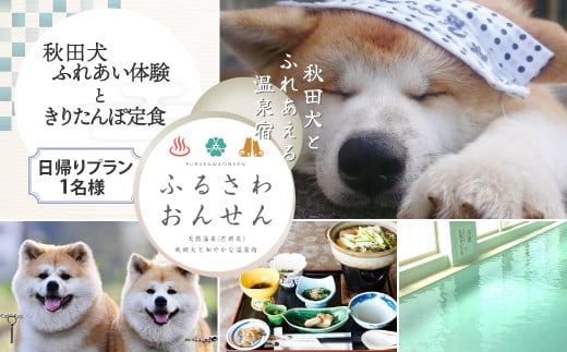 【ふるさわ温泉日帰り体験】秋田犬ふれあい体験ときりたんぽ定食(1名様分) 50P8407