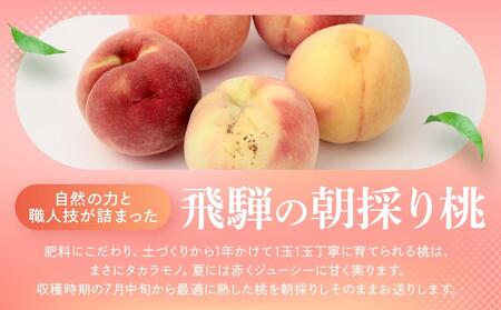 【2025年先行予約】【訳あり】飛騨の桃（4-8玉）糖度15度以上 品種おまかせ 白桃 ご家庭用｜桃 もも 極上の甘さ 濃厚な甘さ 甘い 訳アリ 規格外 朝採り 朝採れ農家直送 飛騨高山つむぎ果樹園 