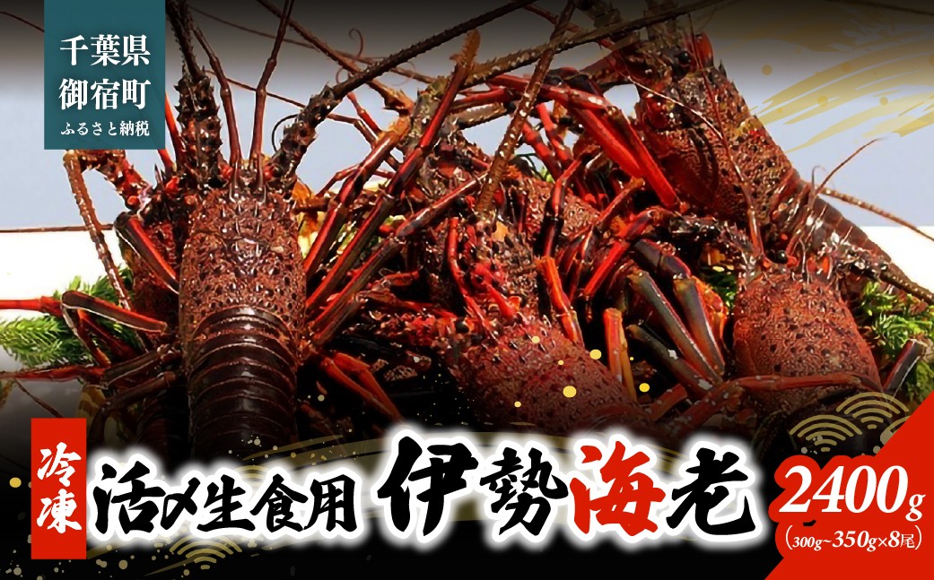 
                  活〆生食用伊勢海老（冷凍）2400g（300～350g）×8尾  ONJB043
                