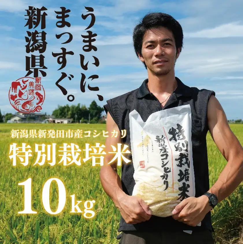 白米 コシヒカリ 10kg 新潟産 令和7年産 コシヒカリ toushin012_04
