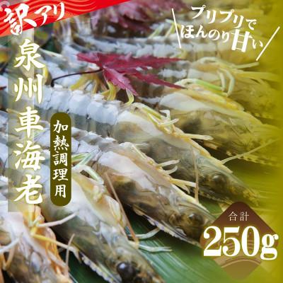 ふるさと納税 泉佐野市 訳アリ!お試し 加熱調理用 泉州車海老250g【TVで紹介されました!】 G3703-1