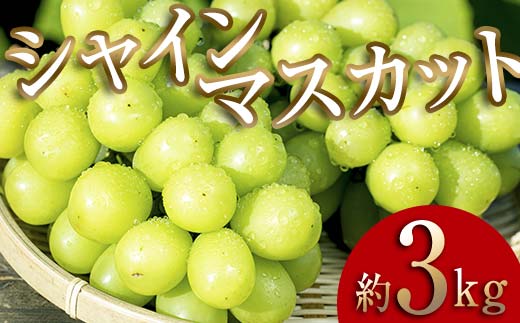 ＜2026年秋発送分先行予約＞大人気！たくさん届く 伊達市産 シャインマスカット 約3kg (3～6房)フルーツ 果物 ぶどう マスカット デザート 福島県 伊達市  F20C-659