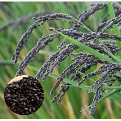 ふるさと納税 淡路市 淡路島の古代米セット(4品種)　ae01041 |  | 01