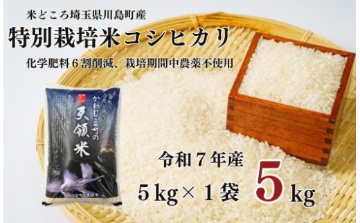 【令和7年度産　特別栽培米】埼玉県かわじま町　天領米（コシヒカリ） 5kg