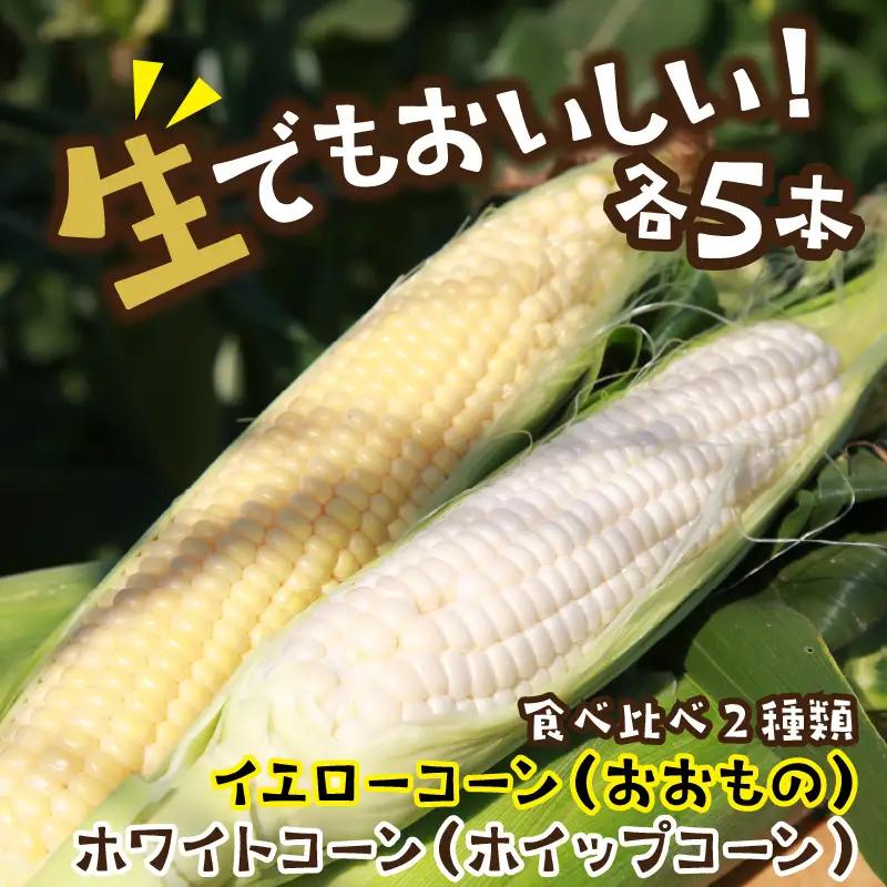 【先行予約】とうもろこし 食べ比べ 計10本 トウモロコシ
