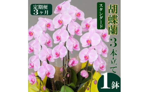 母の日 ギフト 花 人気 【定期便3ヶ月】胡蝶蘭 3本立て ピンク スタンダード お祝いプレゼント 贈り物 贈答 須崎洋蘭園 SY1000