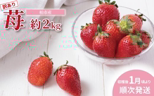 柏市産 訳あり いちご 約2kg 〈先行予約 2026年1月順次発送〉〈 加工用 詰め合わせ 果物 フルーツ くだもの イチゴ 苺 旬 国産 産地直送 千葉県産 柏市産 おいしい 季節限定  〉