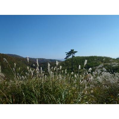 ふるさと納税 小坂町 プレミアムミックス薪  約20kg |  | 03