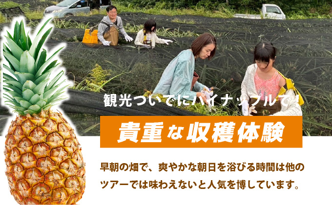 パイナップル収穫体験【5名】爽やかな朝日を浴びた中での開催♪（4月25日〜6月15日開催）