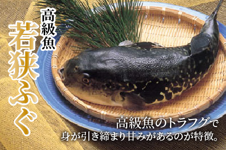 【TVで紹介されました】【2025年10月17日より順次発送】若狭ふぐ特選セット 4人前|旅サラダ お歳暮 ふぐ フグ 若狭ふぐ 刺身 てっさ ふぐ皮 ひれ酒 新鮮 豪華 贅沢 冷蔵 薬味 ふぐ刺し