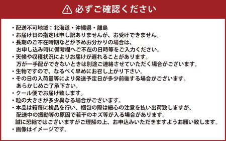 岡山県産 マスカットオブアレキサンドリア 約600g（600g×1房） 【2026年8月下旬～9月下旬迄発送予定】 果物 くだもの フルーツ ぶどう ブドウ 葡萄 マスカット