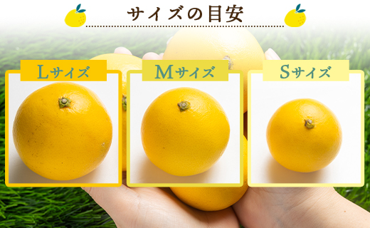 【2027年出荷分】【贈答用】ハウス小夏(日向夏) 5kg 高知 土佐 こなつ 果物 フルーツ 土佐の高知のくだもの畑 【先行予約】 - 柑橘 おいしい 国産 贈答用 お礼 御礼 kd-0032