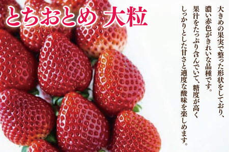 とちおとめ 大粒 約1kg (約250g×4パック) (2025年1月上旬～3月下旬頃に順次発送予定 ) 【茨城県共通返礼品 石岡市産】 いちご 苺 イチゴ くだもの 果物 フルーツ 茨城県産 特産品