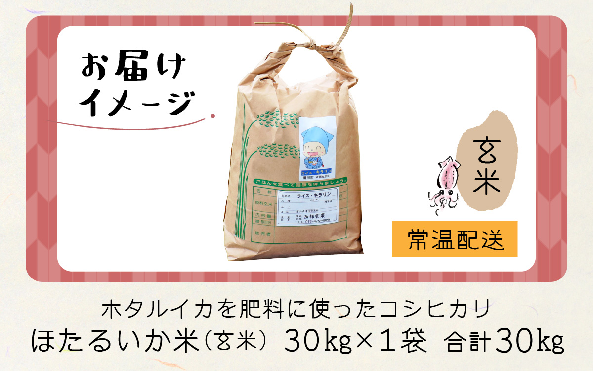 【訳あり】ほたるいか米（玄米30kg）【通年発送】 　ホタルイカを肥料に使ったコシヒカリ