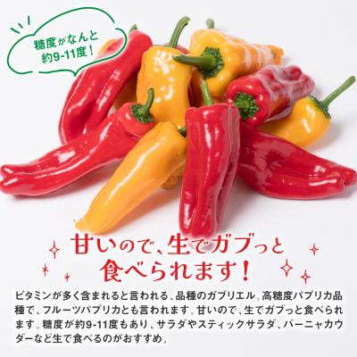ふるさと納税 八代市 パプリカ ガブリエル 1kg 八代市産 宮島農園 野菜 新鮮野菜 緑黄色野菜_039-4620-D |  | 02