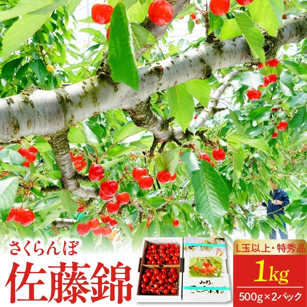 
                  さくらんぼ（佐藤錦）１ｋｇ（５００ｇ×２パック）　特秀品　Ｌ玉以上　0012-2609
                