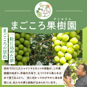 【2026年9月中旬より順次発送】令和7年度 茨城県生産力向上共励会 特別賞受賞！糖度約20～22度！美味しさにこだわったシャインマスカット（約1400g）2房 化学肥料不使用 農家直送【葡萄 ぶどう
