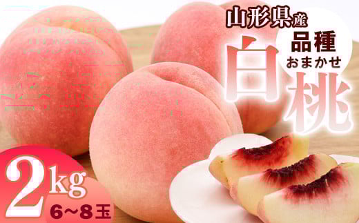 
            山形県産 白桃 2kg 品種おまかせ 秀品 【2025年8月上旬頃から9月下旬頃発送予定】／ 果物 フルーツ 果実 産地直送 新鮮 夏 お取り寄せ ご当地 ピーチ 果汁 JA もも 山形産 山形県 寒河江市 2025年産 令和7年産 2キロ　010-B-JA047
          
