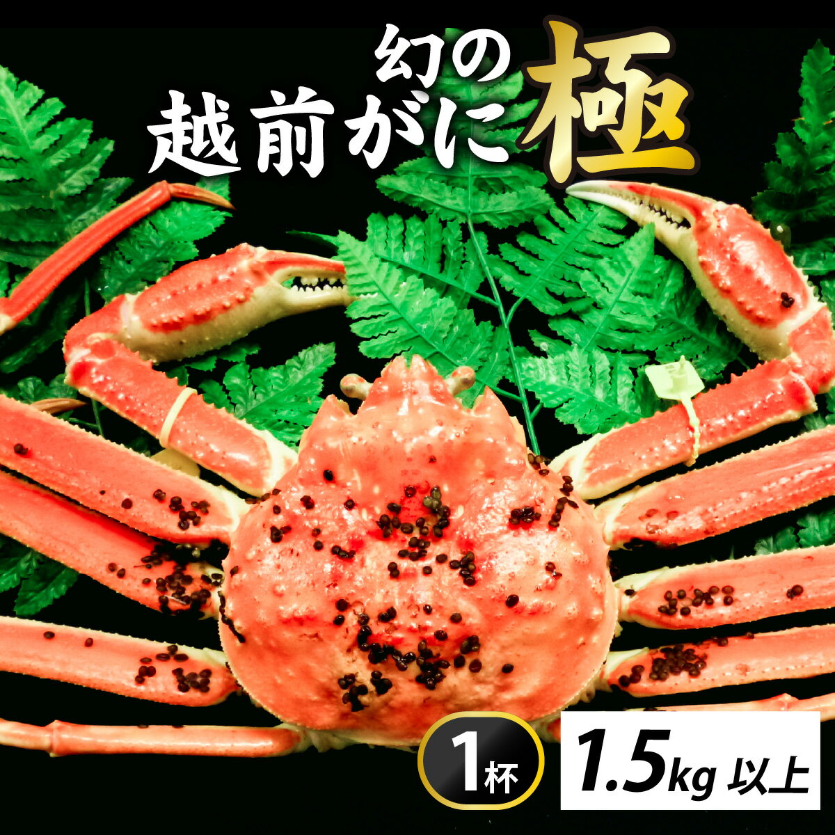 【ふるさと納税】[先行予約]【市場直送】奇跡のズワイ蟹！茹で越前がに【極】1杯【11月中旬より順次発送、年末年始対応不可】 [W-065043] / かに 蟹 ずわい ズワイ 茹でがに 送料無料