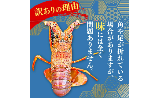 【訳あり】 職人吉岡 の 冷凍 伊勢海老 約 2.8kg 以上 【 サイズ混合 えび エビ いせえび 鮮魚 イセエビ 海鮮 魚介 刺身 焼き物 汁物 ギフト 贈答 贈り物 祝い 歳暮 中元 天然 海の
