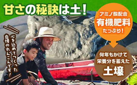 【金賞受賞】洗いれんこん　計1kg（4-8個） 【松尾青果】[IBD020]