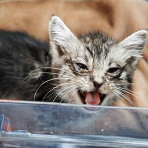 ペット さくらねこ アルダー製 フードボウル スタンド 1皿 雑貨