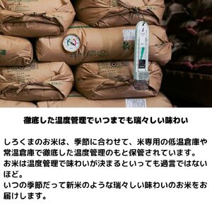 [定期便10kg×6か月] 令和6年産 無洗米 新潟県産コシヒカリ 計60kg こしひかり 6か月連続でお届け [株式会社白熊]【081S003】