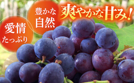 【先行予約：2025年8月中旬より順次発送予定】 巨峰 種あり 約2kg / ぶどう 葡萄 フルーツ / 大村市 / おおむら夢ファームシュシュ[ACAA380]