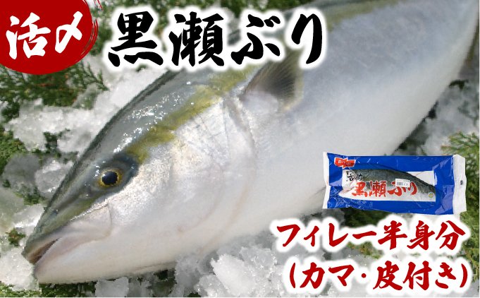 KRBF15 活じめ！黒瀬ぶりの生鮮ブリフィレー 1.5kg前後