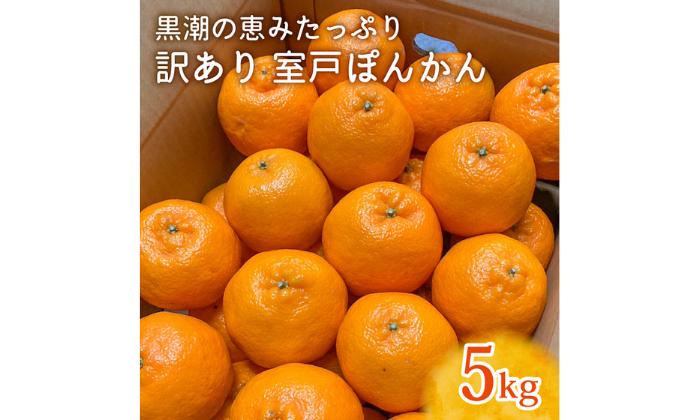 【先行予約】ぽんかん LLサイズ 5kg｜農家直送 甘い 訳あり 家庭用 数量限定 ポンカン 濃厚 柑橘 果物 みかん 蜜柑 旬 人気 高知県 室戸市 ふるさと納税