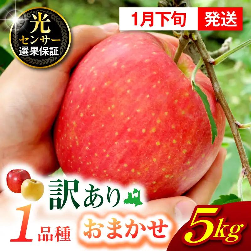 【2027年1月下旬発送】【訳あり】 旬の美味しい りんご 約5kg 青森県産 【おまかせ1品種】 りんご