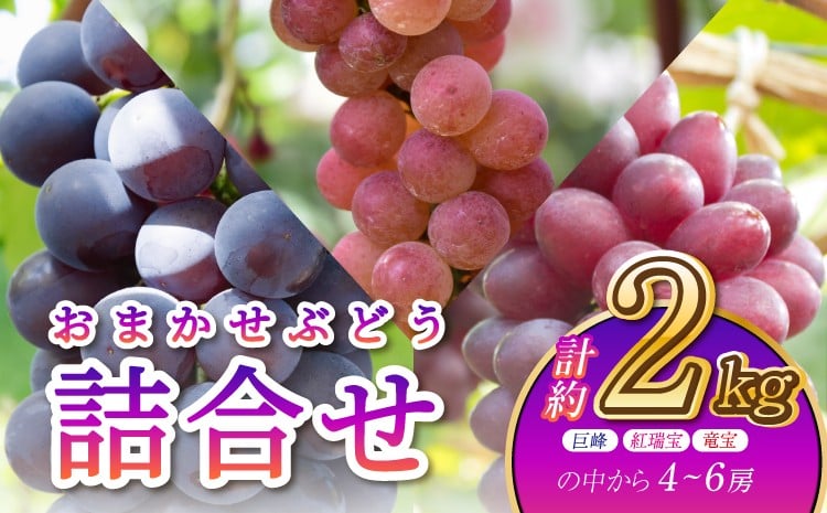 
            ぶどう おまかせぶどう詰合せ約2kg （巨峰・紅瑞宝・竜宝の中から4～6房）【8月中旬～8月下旬発送予定】葡萄 ブドウ フルーツ 果物 巨峰 きょほう 詰め合わせ 産地直送 熊本県産 宇城市産 送料無料 河野ぶどう園
          