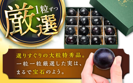 【先行予約：2026年8月下旬より発送】【数量限定】贈り物におすすめ！ピオーネ・ジュエリーBOX 16粒(約240g) 島根県雲南市/ギアファーム[AIAB020]