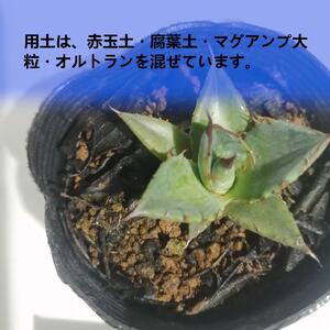 アガベ ホリダ　Agave horrida ssp. horrida_栃木県大田原市生産品_Bear‘s palm