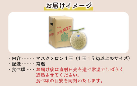 【先行予約】青肉マスクメロン（1.5kg以上 1玉入）味も見た目も抜群！アールスメロン  / あわら 期間限定 果物 フルーツ 産地直送 青肉 人気 ギフト 贈答 ※2024年7月上旬より順次発送 