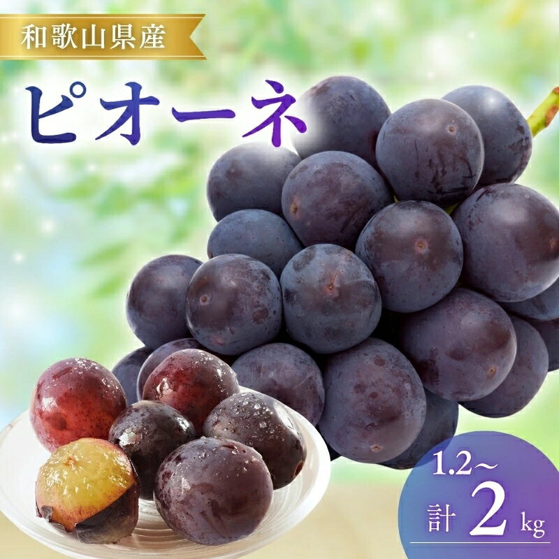 【ふるさと納税】＼先行予約／ ピオーネ 和歌山県産【選べる容量】約1.2kg 約2kg / ぶどう 葡萄 ブドウ 産地直送 農家直送 フルーツ 果物
