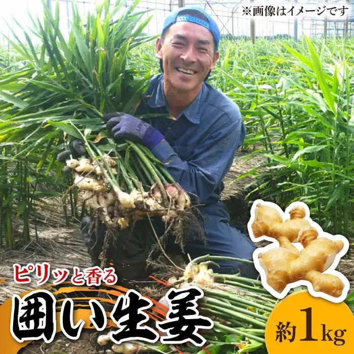 【2026年1月末-順次発送】囲い生姜 約 1kg / ショウガ 南島原市 / ふくはちファーム / 福島農園 [SBS009]