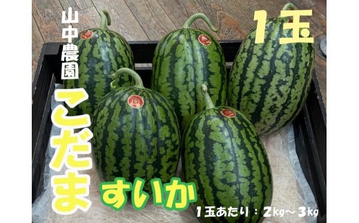 103003　山中農園　小玉すいか１玉　【10月中旬～11月発送】高知県 奈半利町  果物 フルーツ すいか スイカ 西瓜 小玉 こだま 季節限定 甘い 山中農園 人気 1玉 2玉 3玉 選べる 秋 春 朝採れ