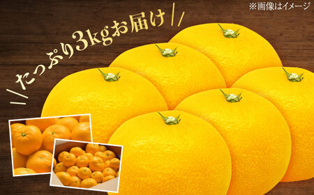 早生みかん 3kg 小玉 わせみかん わせ 江田島産 広島 みかん ミカン 柑橘 柑橘類 果物 くだもの フルーツ 家庭用 濃厚 デザート 旬 特産品 温州みかん 国産 江田島市/ハルテラス農園[XC