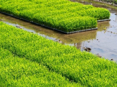 島根県雲南市「大月谷コウノトリやすらぎ米」きぬむすめ20kg（5kg×4）