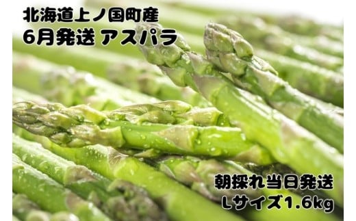 【2026年6月発送】寅福菜園の朝採り6月限定アスパラ　L（1.6㎏）　グリーンアスパラ　朝採れ　農家直送　新鮮　ジューシー　特産品　北海道産