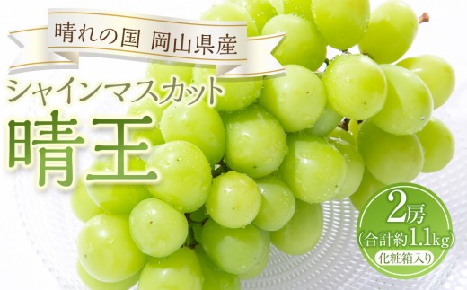 
                  ぶどう 2026年 シャイン マスカット 晴王 2房（合計約1.1kg）化粧箱入り マスカット ブドウ 葡萄  岡山県産 国産 フルーツ 果物 ギフト
                