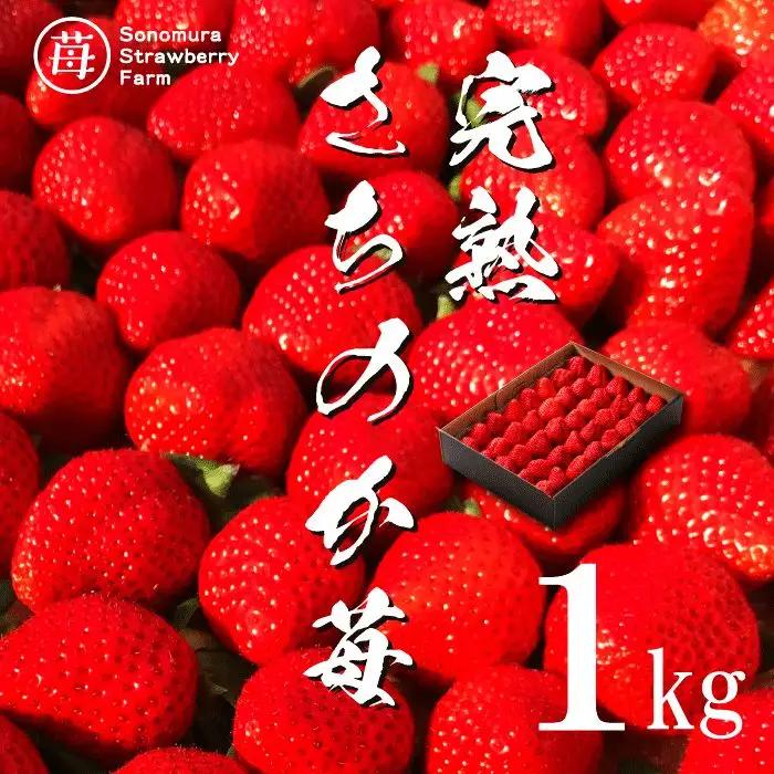 【先行受付】2月発送【農家直送】熊本県宇土市産 完熟さちのか苺 1kg(500g×2箱) _U74-0045_02