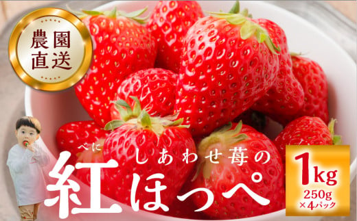  先行予約 自宅用 いちご 紅ほっぺ 1kg (250g × 4p) [しあわせ苺] サイズ バラバラ 訳あり 訳アリ 農園直送 フルーツ 果物 苺 イチゴ 子ども 大人 人気 小分け 簡易梱包 家庭用 産地直送 岐阜 期間限定 いちご 【202411_リピーター】果物・野菜