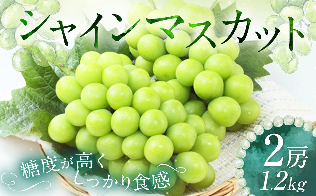
                  シャインマスカット 2房 約1.2kg 【2026年9月上旬～10月下旬発送予定】 ／ マスカット 葡萄 ブドウ 種無し 種なし
                