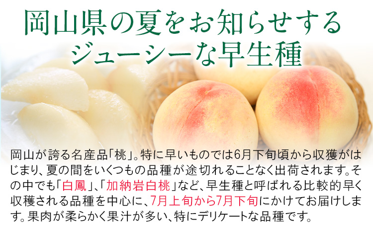 【2026年先行予約】岡山県産 白桃 （早生種）内容量 約900g （3～4玉） クール便 晴れの国 おかやま館(漂流岡山) 《2026年7月上旬-7月下旬頃出荷》岡山県 浅口市 白桃 桃【配送不可地