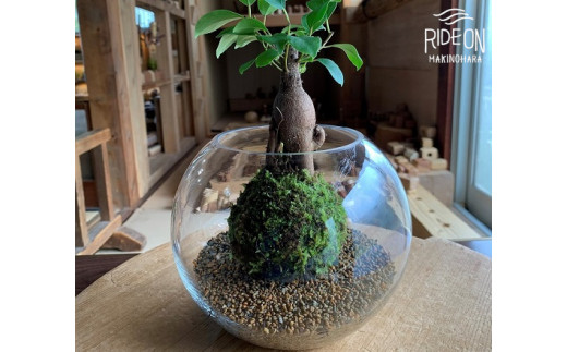 【こけ専門 農家直送】 ガジュマル 付き 苔玉 苔玉 コケ こけ苔 こけだま 苔だま コケダマ コケ玉 苔リウム 苔テラリウム インテリア がじゅまる ガジュマル インテリアグリーン 観葉植物 家庭用 簡単 お手軽 自由研究 綺麗 夏休み かんようしょくぶつ ガーデニング がーでにんぐ 園芸植物 しょくぶつ 風水 農家直送 産地直送 牧之原市 静岡県 コケノミウラ