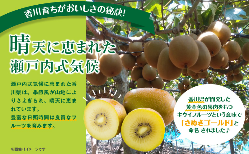 訳あり ご家庭用 さぬきゴールドキウイ (小玉) 約1kg【2024年10月中旬～2025年1月下旬配送】