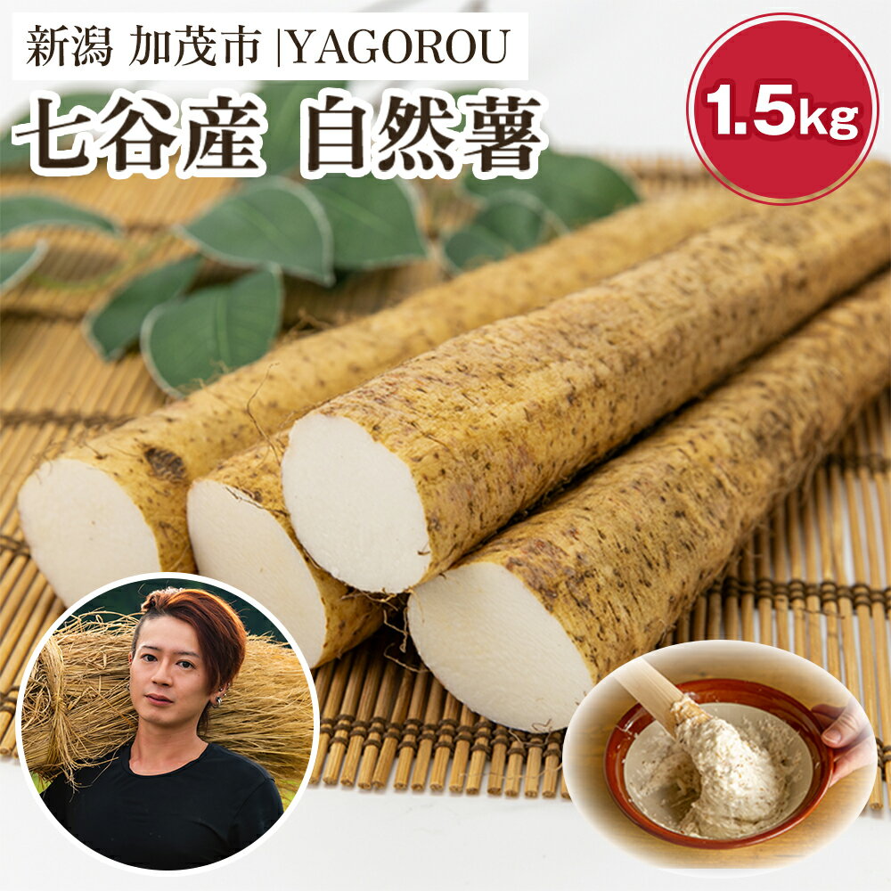 【ふるさと納税】【新潟県加茂市七谷産】自然薯 1.5kg 《12月上旬〜順次発送》じねんじょ 山芋 とろろかけご飯 豊かな山水で育った自然薯 加茂市 YAGOROU ヤゴロウ