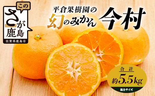 B-345《まぼろしのみかん》鹿島 平倉果樹園のみかん『今村』 約5.5kg サイズ混合 みかん 希少 幻 まぼろし 蜜柑 ミカン オレンジ フルーツ 果物 高糖系 平均糖度12度 佐賀県 鹿島市 人気 おすすめ 送料無料【2026年2月上旬から2月末まで配送】